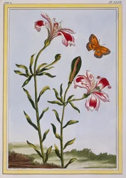Az inkák foltos virága Perui liliom, kocsma. 1776.