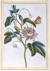 La Grenadille vagy Le Maracot, kocsma. 1776.