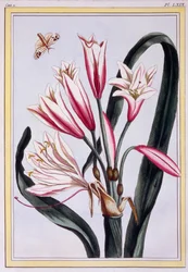 Hosszúlevelű Amaryllis, kocsma. 1776.