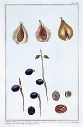 Szerecsendió, c1751-1807