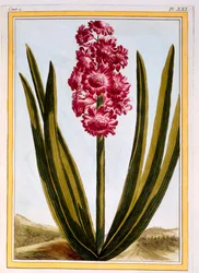 Royal Crimson, kocsma. 1776.