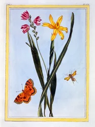 Dél-amerikai Ixia, pub. 1776.