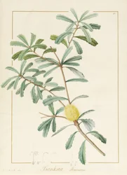 Banksia Marcescens, 1813 (wc és testszín grafit felett, pergamen)