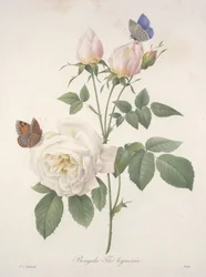 Bengáli tea, a Legszebb virágok és gyümölcsök válogatásából, 1827