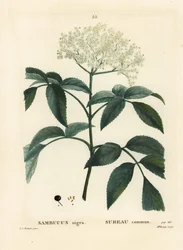 Fekete bodza vagy európai bodza, Sambucus nigra. Miss Brenet kézzel színezett pontmetszete Pierre-Joseph Redouté illusztrációja után, Henri Louis Duhamel du Moncel Traité des Arbres et Arbustes című művéből, Párizs