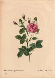 Botanikai tábla, virág, rózsafajta: Agathe carnee (Rosa gallica agatha incarnata). Ismeretlen eredetű, a Rose Gallica Damask hibrid faja. Pierre Joseph Redoute (1759-1840) „Les Roses” 2. kötetében