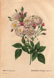Botanikai tábla, virág, rózsafajta: Fülöp-mogyoró rózsa (Rosa noisettiana). A Rose moschata chinensis hibrid faja, amelyet az Egyesült Államokban termesztett John Champney, és 1814-ben Philippe Noisette hozta be Franciaországba. A „Les Roses” 2. kötet