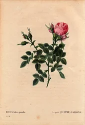 Botanikai tábla, Virág, Rózsa Variete: A kis négy évszak (Négy évszak). Latinul: Rosa bifera pumila, Monsieur Noel, Párizs, Franciaország, 1824 előtt termesztette. Pierre Joseph Redoute (1759-1840) „” Les Roses” 2. kötetében