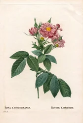 Boursault rózsa, Rosa l