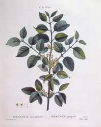 Köktövis (Rhamnus catharticus), Henry Louis Duhamel du Monceau, Pierre Joseph Redouté botanikai lemeze