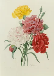 Szegfű, "A legszebb virágok válogatása", 1833 körül
