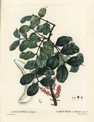 Szentjánoskenyérfa vagy szentjánoskenyér, Ceratonia siliqua. Mixelle l