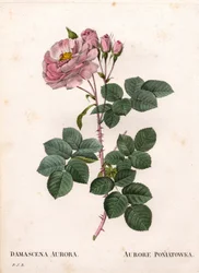 Celeste rózsa, Rosa alba fajta, Rose Aurore Poniatowska. Kézzel színezett rézmetszet, Pierre Joseph Redoute „Les Roses” Paris című művéből