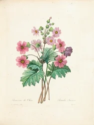 Kínai kankalin, Bessin metszetében, a „Legszebb virágok és legszebb gyümölcsök kiválasztása” című kötetből, 1. évf. II, 1827-33
