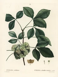 Közönséges komlófa, büdös kőris vagy ostyakőris, Ptelea trifoliata. Mixelle l