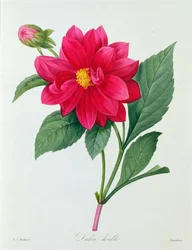 Dahlia Double (színes metszet)