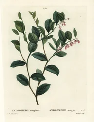 Fetterbush, Andromeda marginata. J. Marchand kézzel színezett foltmetszete Pierre-Joseph Redoute illusztrációja nyomán Henri Louis Duhamel du Moncel: Treat des Arbres et Shrustes, Párizs