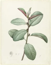Ficus Rubiginosa (wc és testszín grafit felett, pergamen)