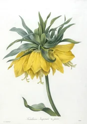 Fritillary, Imperiale sárga fajta, a legszebb virágok és legszebb gyümölcsök válogatásából, 1827 (kézzel színezett foltgravírozás)
