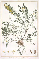Genista pedunculata, Stripes Nova vagy Less Known, 1784 (kézzel színezett metszet)