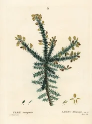 Gorse, furze vagy whin, Ulex europaeus. Moret kézzel festett foltmetszet Pierre-Joseph Redoute illusztrációja nyomán Henri Louis Duhamel du Moncel: Treat of Trees and Shrustes, Párizs