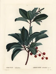 Görög eperfa, Arbutus andrachne. Moret kézzel színezett foltmetszet Pierre-Joseph Redoute illusztrációja nyomán Henri Louis Duhamel du Moncel Treat des Arbres et Shrustes című művéből, Párizs