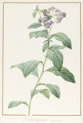 Heliotropium Corymbosurn, 1812 (wc és testszín grafit felett, pergamen)
