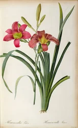 Hemerocallis fulva, a "Les Liliacees"-ből, 1805