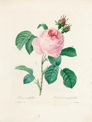 Százlevelű rózsa, Langlois metszete a „Legszebb virágok és legszebb gyümölcsök kiválasztása” c. I, 1827-33