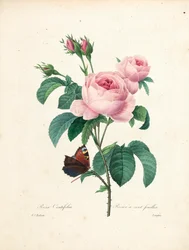 Százlevelű rózsa, Langlois metszete, a legszebb virágok és legszebb gyümölcsök válogatásából, 2. évf. I, 1827-33
