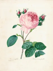 Százlevelű rózsa, a „Choix des Plus Belles Fleurs et des Plus Beaux Fruits” I. kötetéből, 1827-33