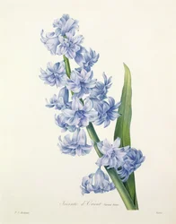 Hyacinthus orientalis (közönséges jácint), Victor metszete, a „Choix des Plus Belles Fleurs” című műből, 1827
