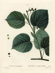 Nagylevelű hársfa, Tilia platyphyllos. Du Ruisseau kézzel színezett foltmetszet Pierre-Joseph Redoute illusztrációja nyomán Henri Louis Duhamel du Moncel Treat des Arbres et Shrustes című művéből, Párizs