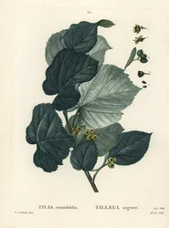 Hársfa, Tilia rotundifolia. Moret kézzel színezett foltmetszet Pierre-Joseph Redoute illusztrációja nyomán Henri Louis Duhamel du Moncel Treat des Arbres et Shrustes című művéből, Párizs
