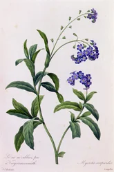 Myosotis Scorpiodes (színes metszet)