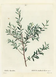 Myrtle magyal vagy mirtusz dahoon, Ilex myrtifolia. Delaneaux kézzel színezett foltmetszet Pierre-Joseph Redoute illusztrációja nyomán Henri Louis Duhamel du Moncel Treat des Arbres et Shrustes című művéből, Párizs
