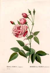 Régi pirosító rózsa, Rosa chinensis, indiai rózsa gyakori. Kézzel színezett rézmetszet, Pierre Joseph Redoute „Les Roses” Paris című művéből