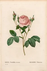 Pink Vilmorin, Rosa centifolia Vilmorin. Kézzel színezett rézmetszet, Pierre Joseph Redoute „Les Roses” Paris című művéből