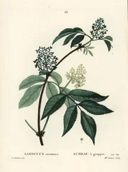 Vörös bodza vagy vörös bodza, Sambucus racemosa. Brenet kisasszony kézzel színezett pecsétmetszete Pierre-Joseph Redoute illusztrációja nyomán Henri Louis Duhamel du Moncel Treat des Arbres et Shrustes című művéből, Párizs