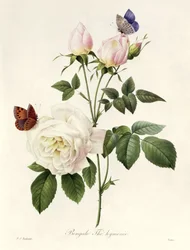 Rosa: Bengale the Hymenes, a „Les Roses”-ból, 19. század