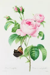 Rosa Centifola (színes metszet)