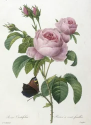 Rosa centifolia, százszirmú rózsa, a Legszebb virágok és legszebb gyümölcsök válogatása című műből, 1827