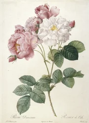 Rosa Damascena, Rosier de Cels, a Les Roses-ból, 1817-24 (kézzel színezett stipple-metszet)