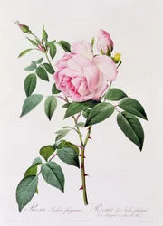 Rosa Indica Fragans (színes metszet)