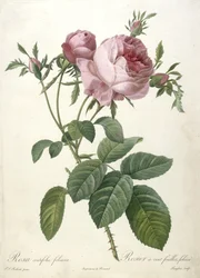 Rosa centifolia foliacea, Rosier a cent feuilles, levélzet, a Les Roses-tól, 1817-24 (kézzel színezett stipple-metszet)