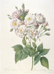 Rosa noisettiana, Rosier de Philippe de Noisette, a La Couronne des Roses című műből, 1817-24