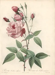 Rose Bengal Rose – Eau forte de Bessin, Pierre Joseph Redoute (1759-1840) illusztrációja alapján, a Les Rosesból