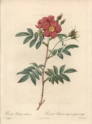 Ragyogó rózsa – Eau forte de Bessin, Pierre Joseph Redoute (1759-1840) illusztrációja alapján, a Les Rosesból