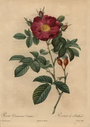 Skarlát damaszt rózsa, Rosa damascena