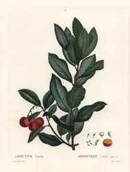 Eperfa, Arbutus unedo. Kézi színű foltmetszet Pierre-Joseph Redoute illusztrációja nyomán Henri Louis Duhamel du Monceau Treat des Arbres et Shrustes című művéből, Párizs